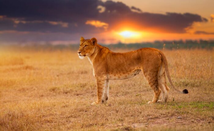 kenya safari package lion